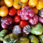 Bunte Tomaten